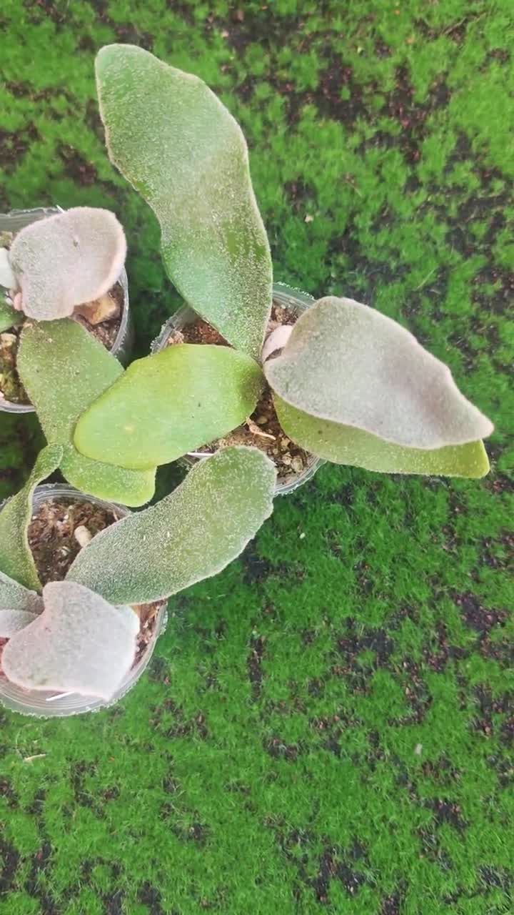 Platycerium Celso Tatsuta - Etsy