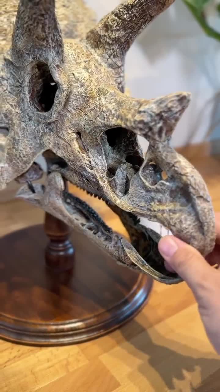 大型トリケラトプスの頭蓋骨レプリカ：3D化石スキャン、硬材ベース