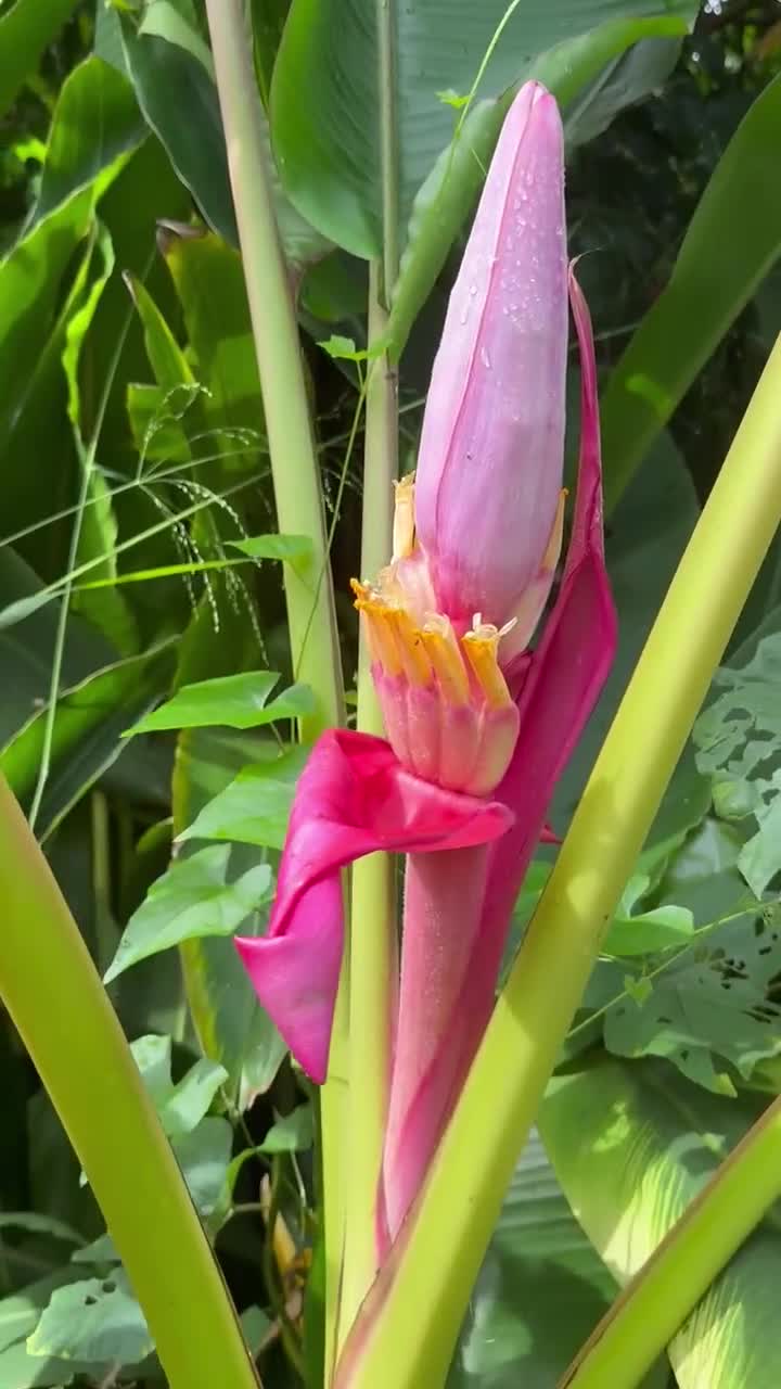 Pink Banana 20 Seeds: Dwarf Ornamental Edible Banana Plant, Musa