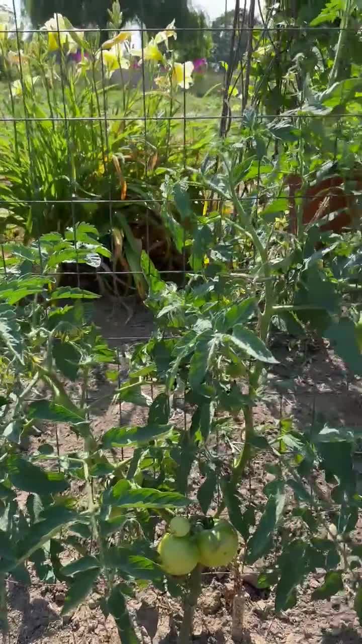 Set de regalo para huerto tradicional, semillas de hortalizas fáciles de cultivar y semillas de flores acompañantes. video poster
