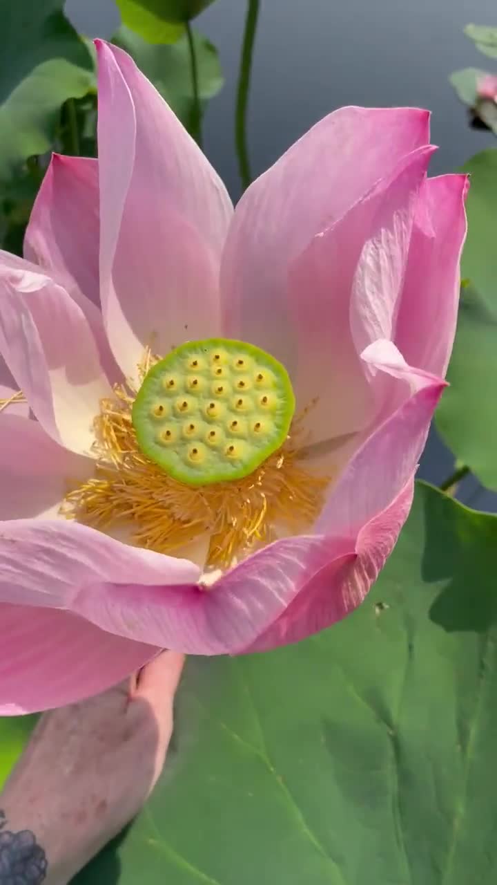 Sacred Lotus Bonsai Seeds, Pink Nelumbo Nucifera, For growing in Pond or  Water Bowl NE8006