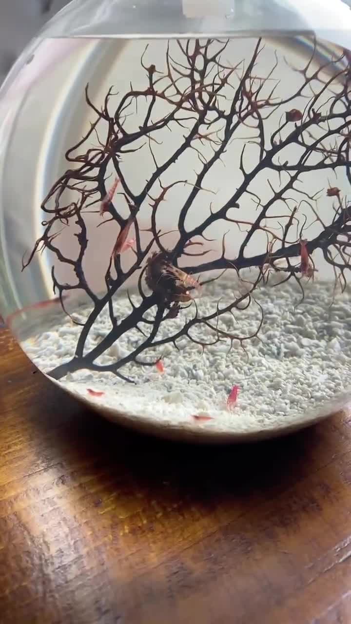 Ecosphere developed by NASA Aquarium marine ecosystem self