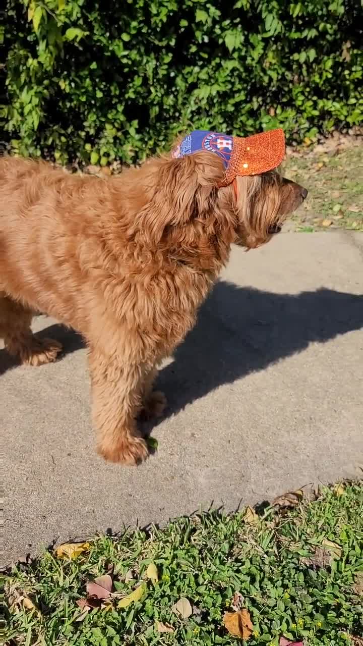 Pet Sequin Hat Pet Astros Sequin Hat Dog Astros Sequin Hat 