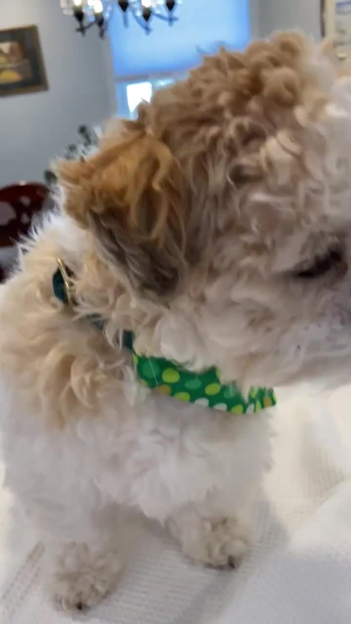 Lenny Bandana, Matching Dog Accessories