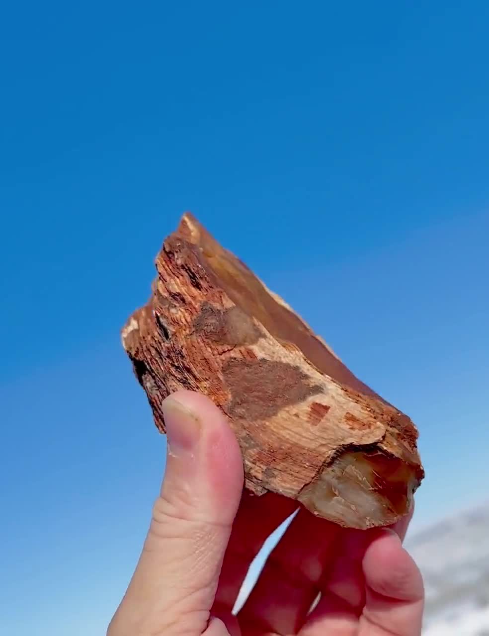 Large! Stunning Patterns!! Petrified Wood Quartz Druzy Crystal