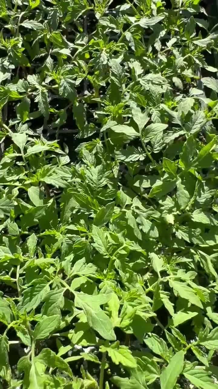 Pink Bumble Bee Heirloom Tomatoes Starter Live Plants (4 Seedlings) video poster