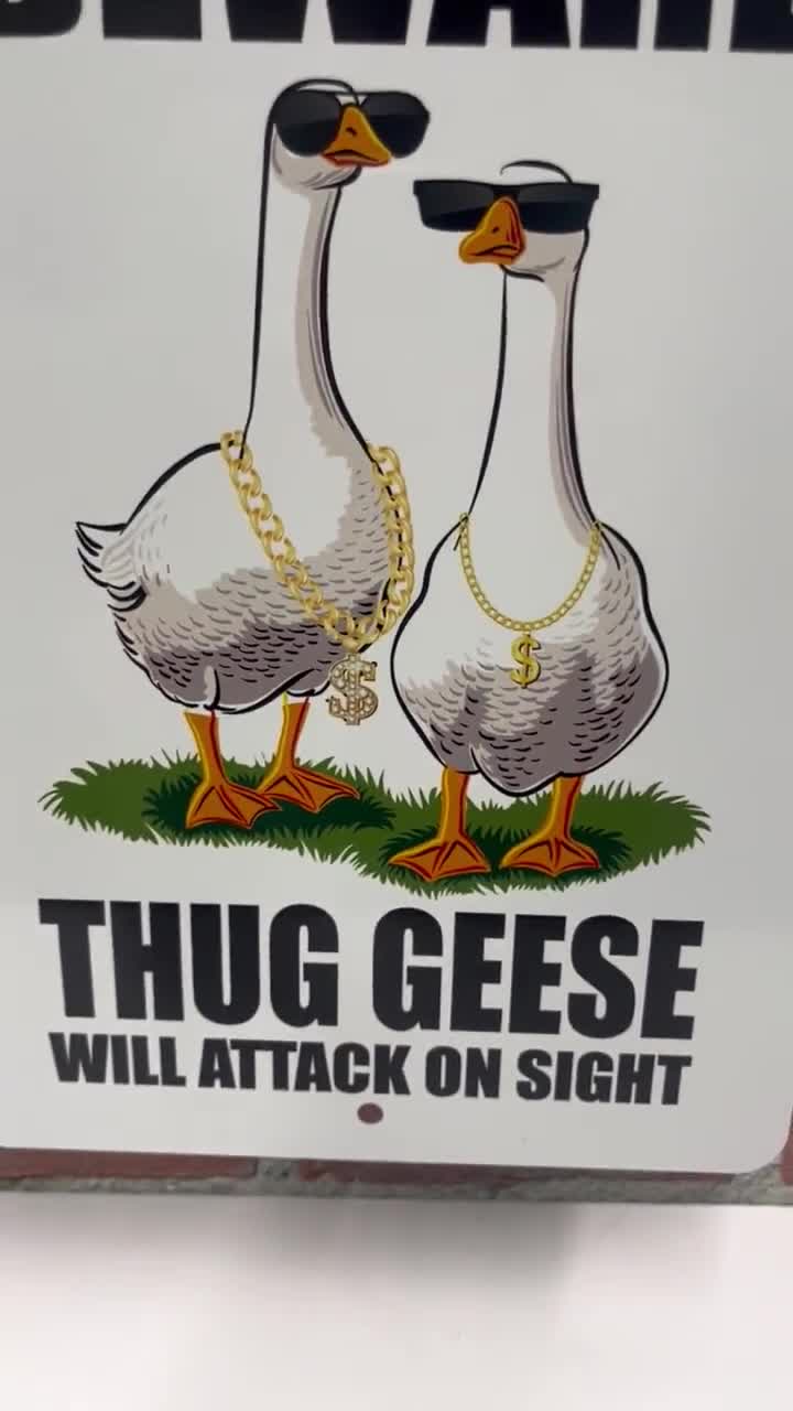 Polémica en una pequeña ciudad costera de EEUU: sacrificaron a 150 gansos  porque eran considerados una molestia - Infobae, image size:720x1280