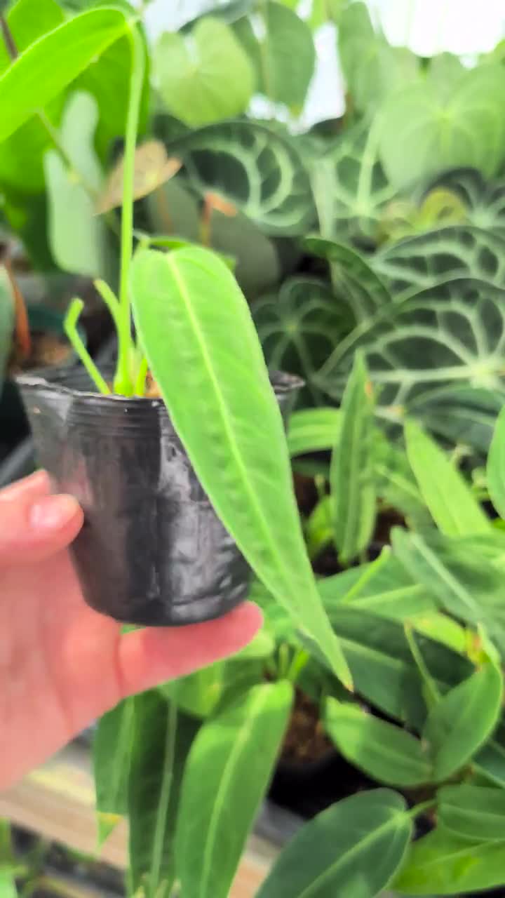 Anthurium Warocqueanum Queen Plant in 4 inch pot