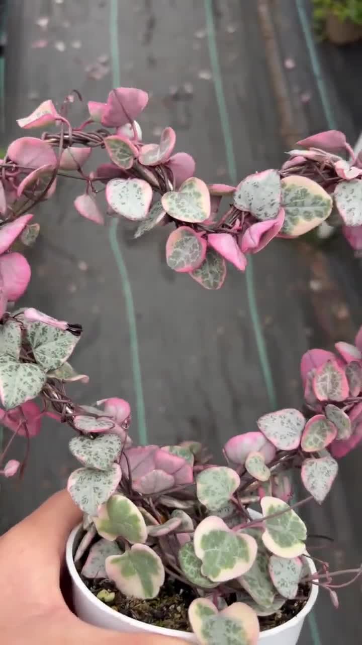 4” Pink Variegated String of Hearts – Heart Trellis Live Plant