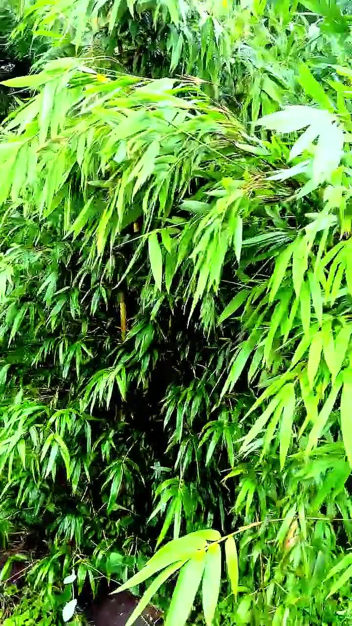 Asian-Lemon Bamboo Plant