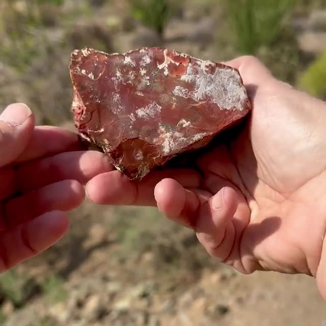 磨き上げられた虹色の珪化木標本：南西部の装飾品、アリゾナ産化石