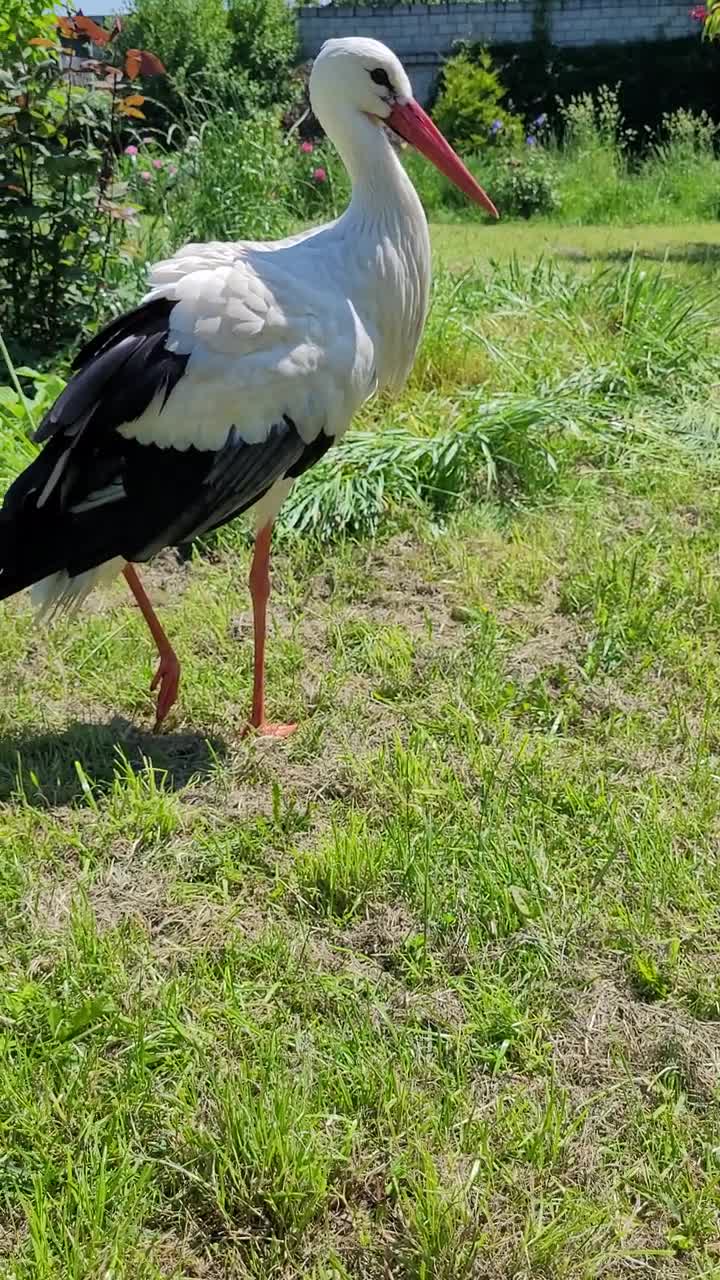 White Stork Feathers Natural feathers Black Feathers Molted Stork Feathers, image size:720x1280