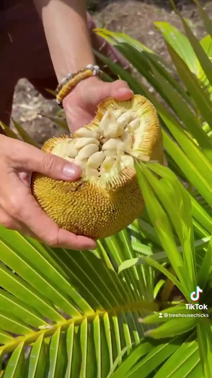 Marang Fruit Seeds (RARE) - Etsy