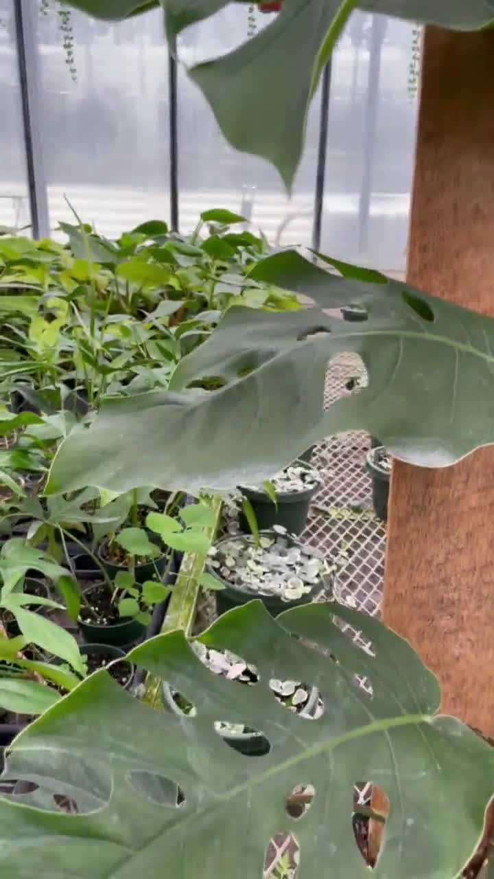 Rare Tall Monstera Dubia on Plank - Exotic Houseplant