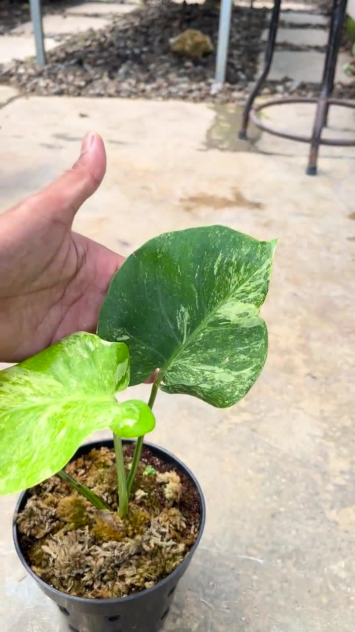 Monstera Oceana Variegated | Real Picture | Marble Mint Variegation |  Tropical Plant
