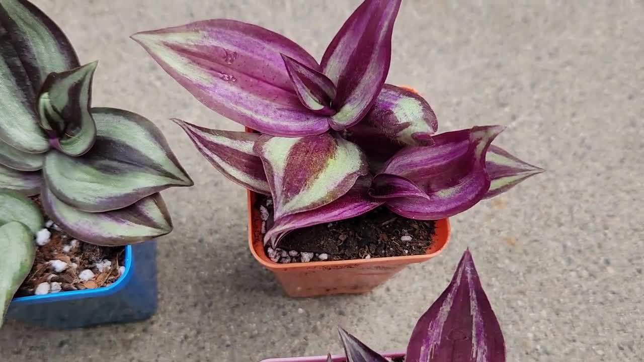 Assorted Wandering Jew/Tradescantia Fluminensis Zebrina House
