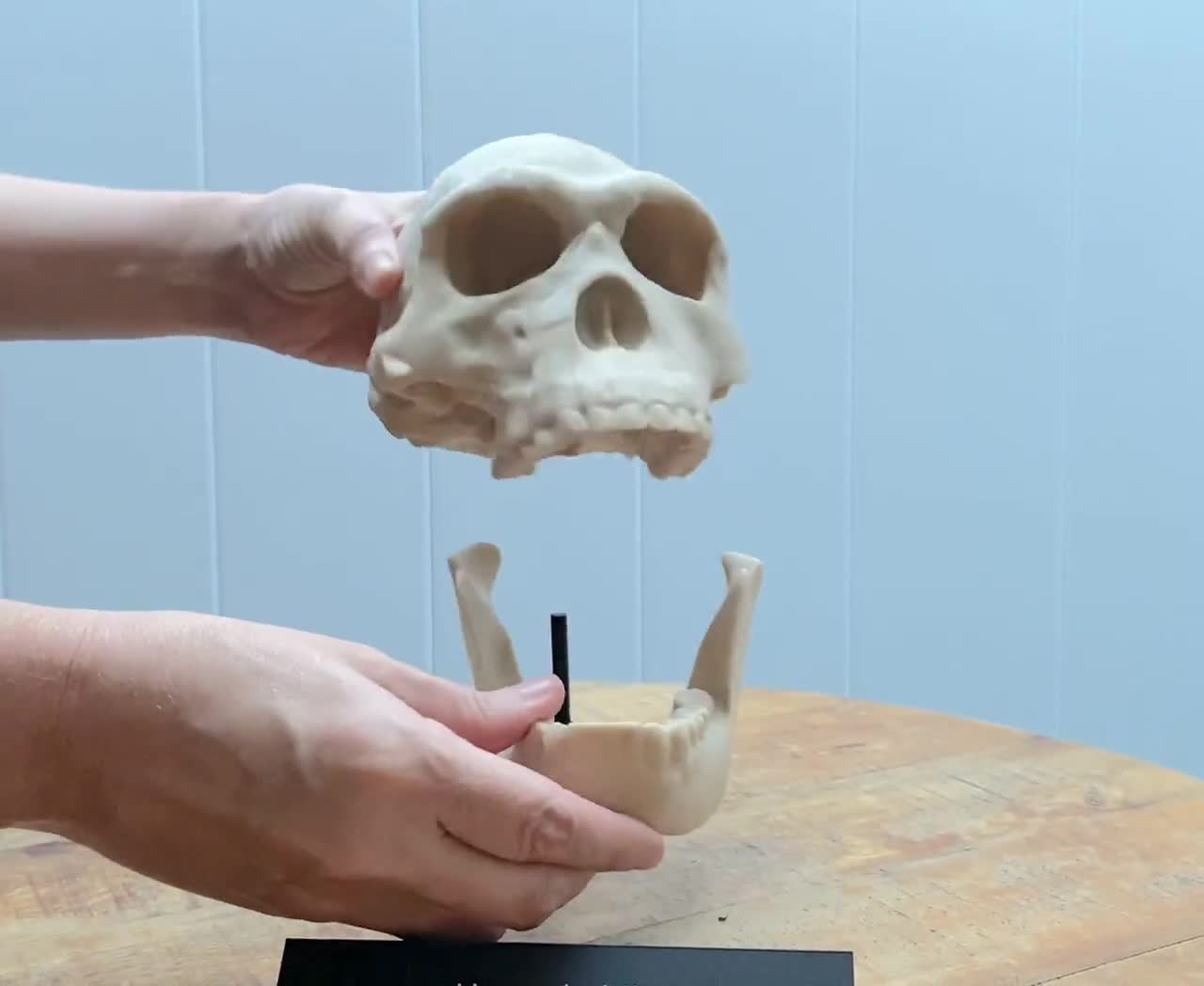 ホモ・ハビリスの頭蓋骨レプリカ：実物大化石、古人類学展示用3D