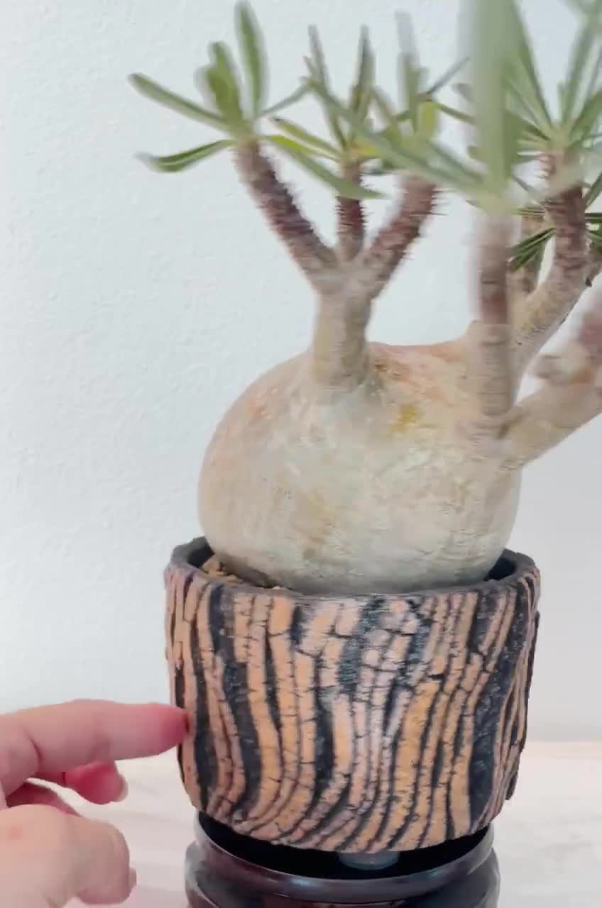 Pachypodium Rosulatum Var. Gracilius 4.2