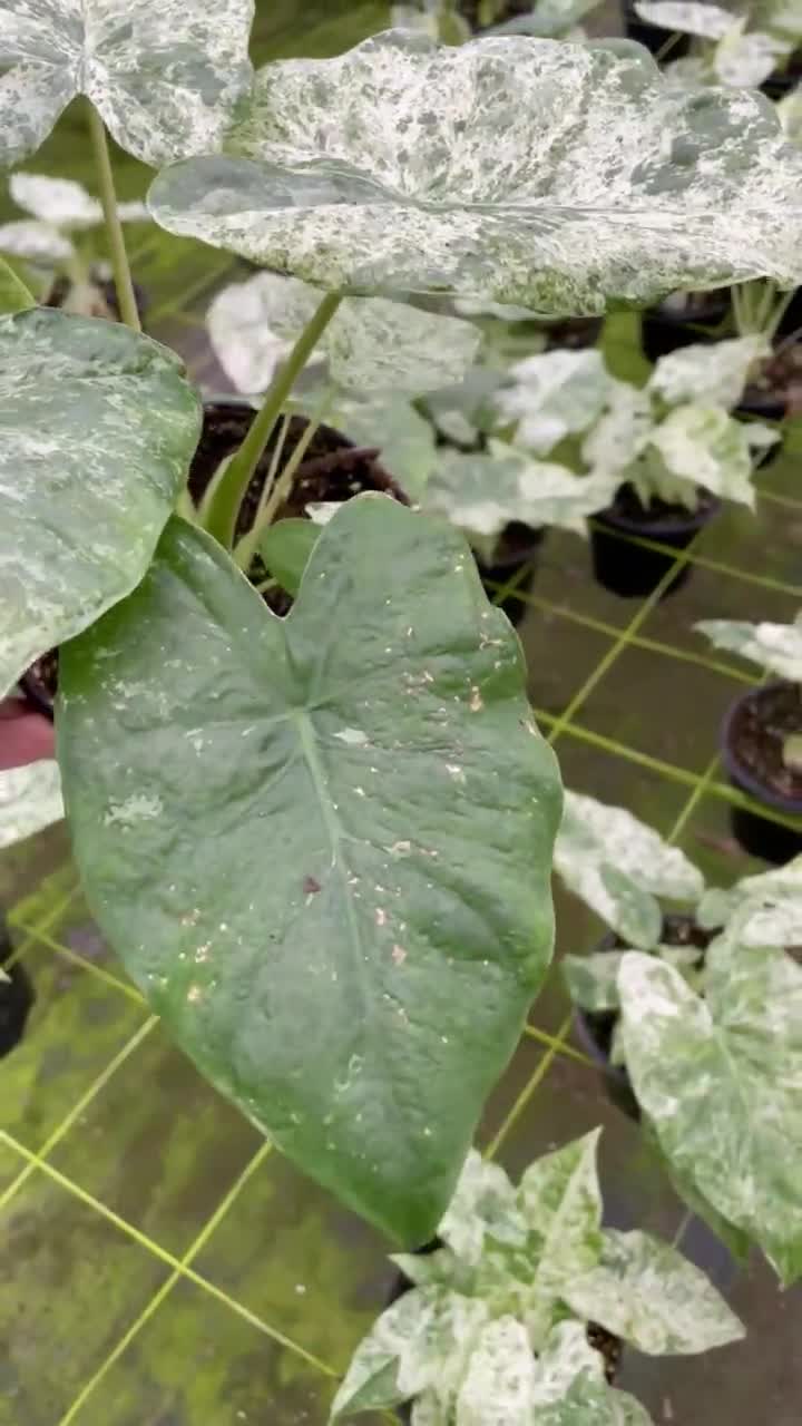 Alocasia Blizzard – Snowy White Foliage - Extra Variagation - 6