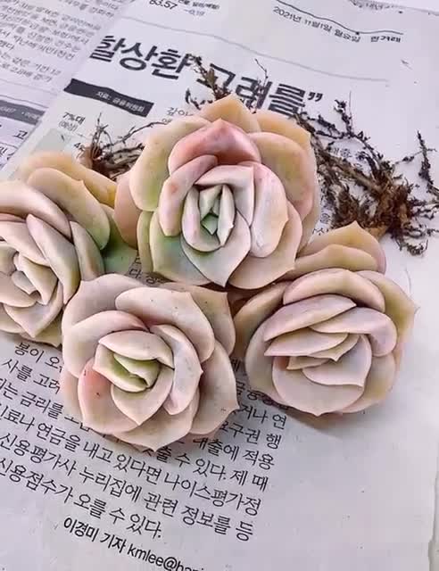 Beautiful Succulent: Imported Lovely Rose (Available Deal--Buy 3 get 1  free) live plant houseplant