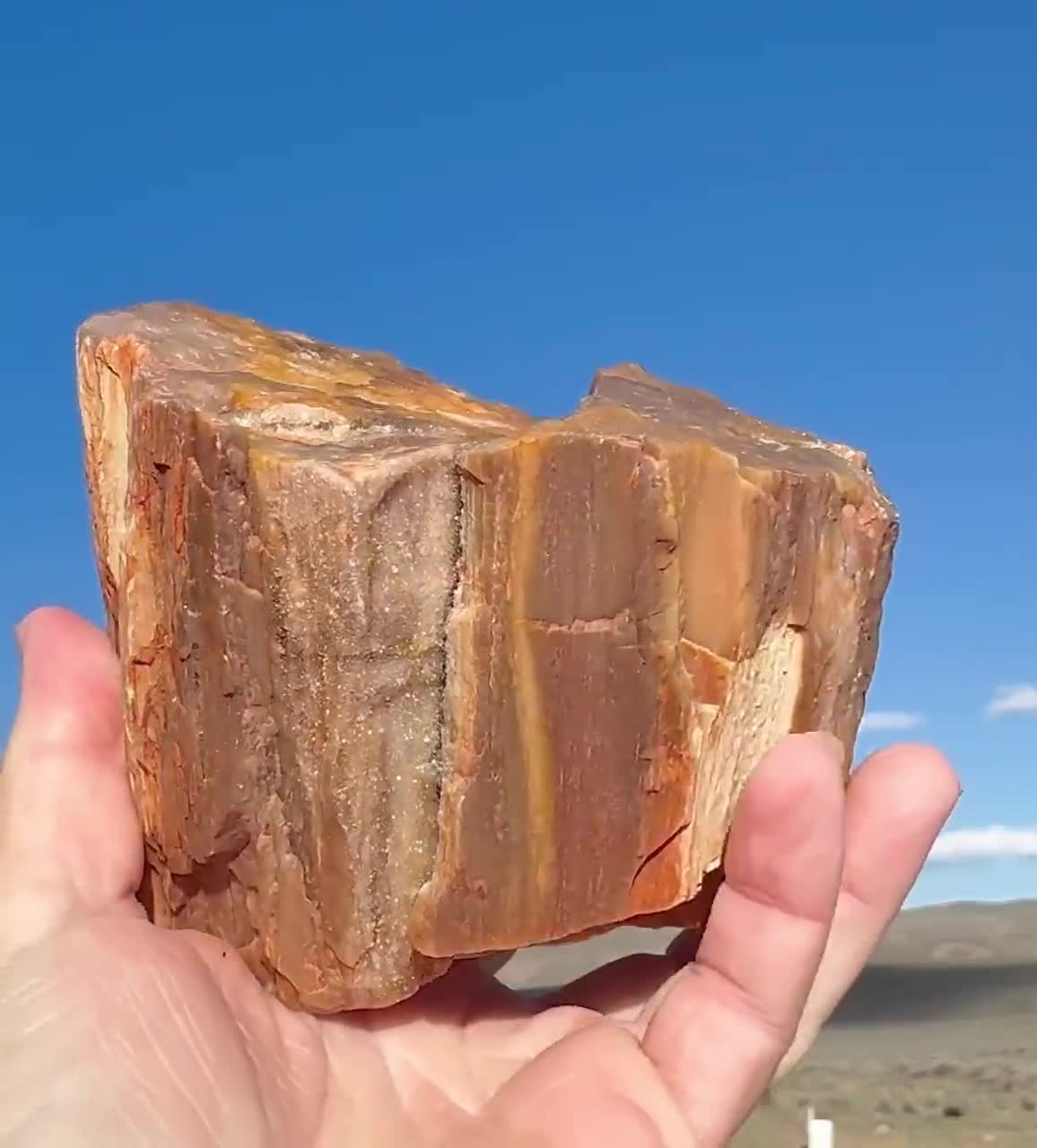 Petrified Wood 2lbs! Sparkling Completely Silicated Druzy Crystal