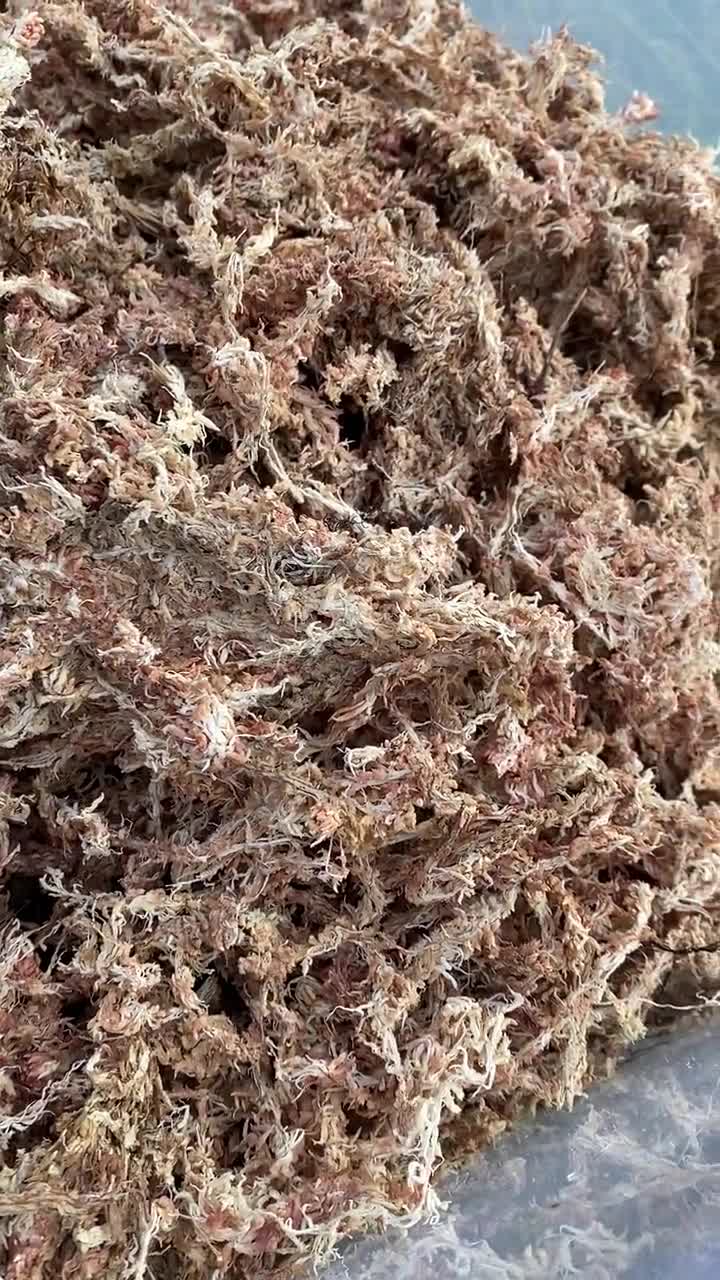 Bulk Sphagnum Moss 10lb. Bale - Ethically Grown & Harvested