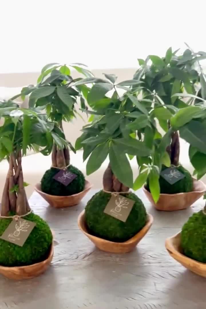 Pachira kokedama - Envoi de plantes naturelles