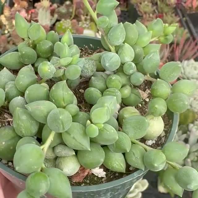 String of Raindrops Succulent | Trailing Teardrop Shaped Pearls | Live Plant