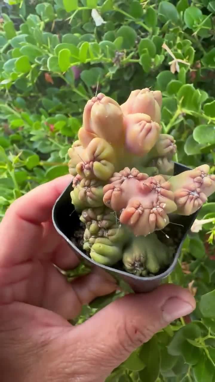schlafanzug kaktus SNURK Cozy Cactus Bettwsche-Set