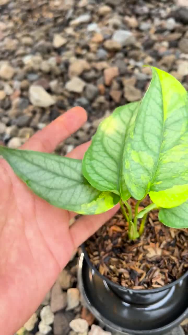 Monstera Siltepecana Variegated | Real Picture | Rare Climbing
