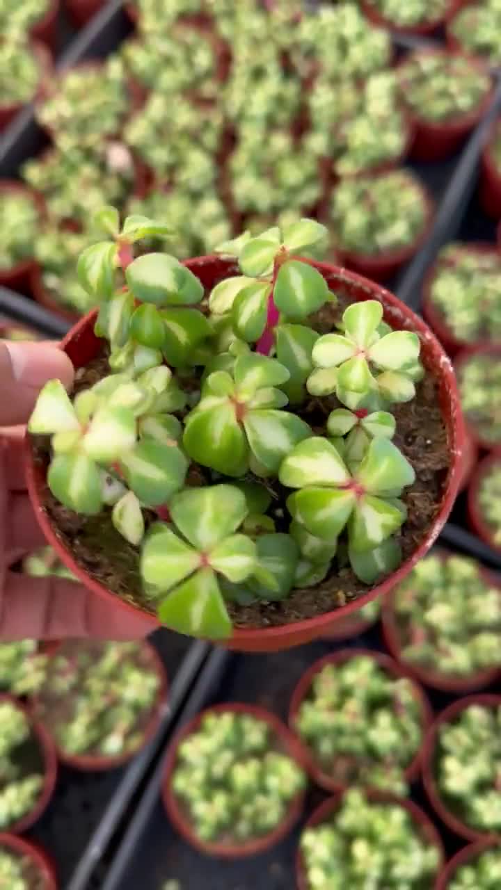 little missy succulent Sedum 'Little Missy' (Creeping Sedum)