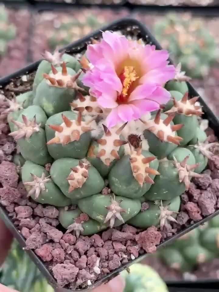 Rare Cactus, Coryphantha Elephantidens var. Tanshi