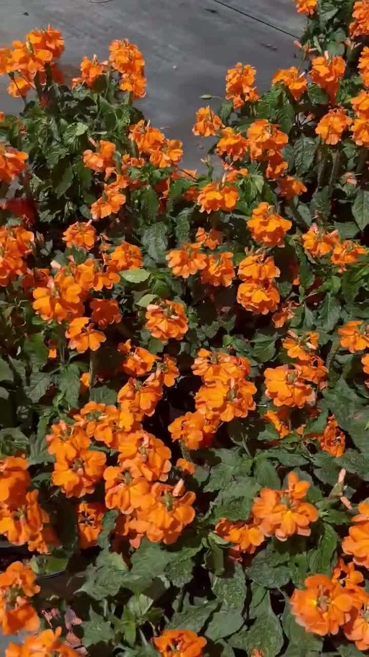 Live Crossandra 'orange Marmalade' Plant – Tropical Indoor/outdoor