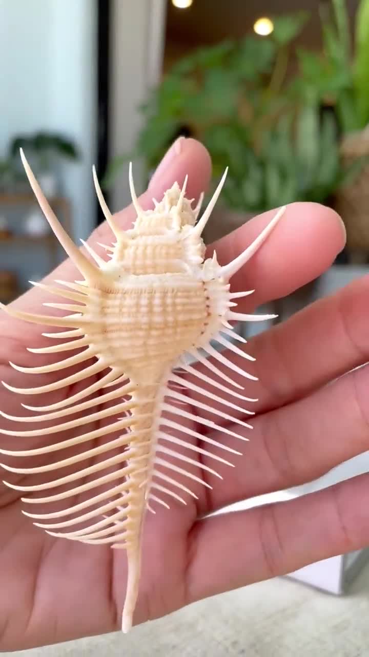VENUS COMB SHELL *all Sizes* Natural Golden Brown Display Seashell