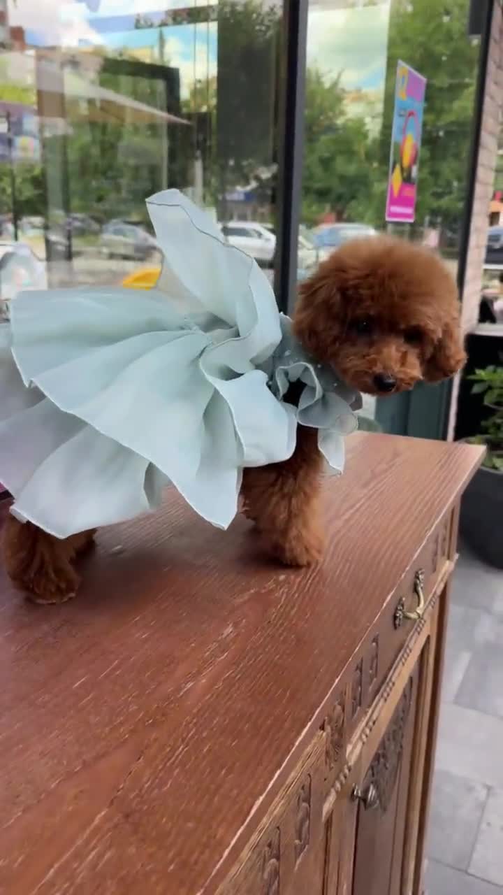 Sage Green Pet Dress, Wedding Flower Girl, Birthday Party Clothes, Puppy Photoshoot Outfit, Matching Set Look, Handmade Dog Cat Accessories Sage Green Pet Dress, Wedding Flower Girl, Birthday Party Clothes, Puppy Photoshoot Outfit, Matching Set Look, Handmade Dog Cat Accessories