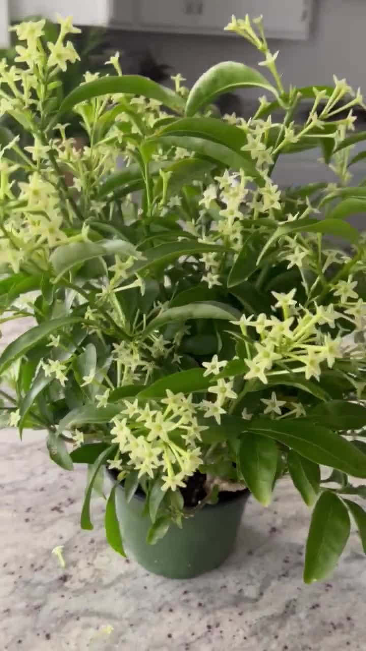 Night Jasmine Plants Live Fragrant - Etsy