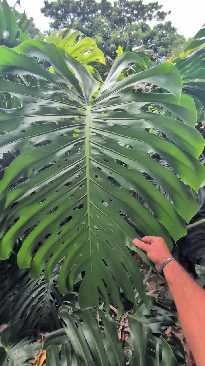 Giant Monstera Deliciosa Node Cutting | Mature Fruiting Plant, Large  Fenestrated Leaf