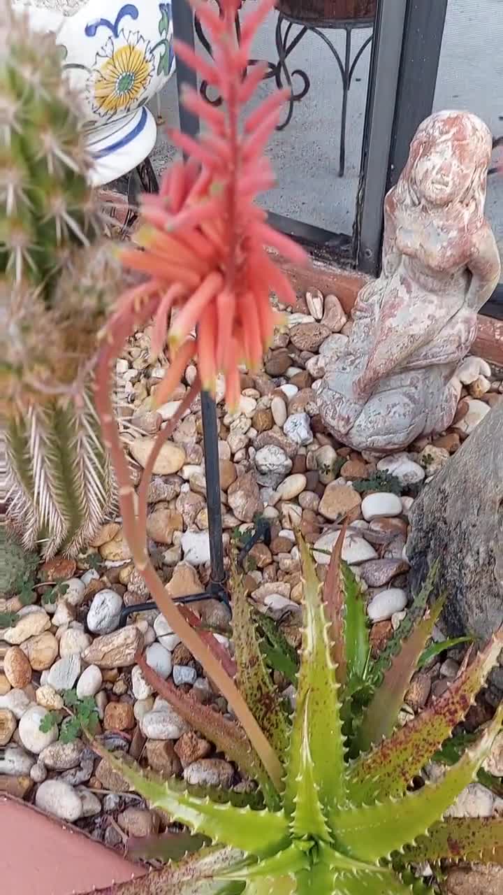 Aloe vera 'Night Sky' Hybrid Succulent - Tiger Tooth Aloe - Rare