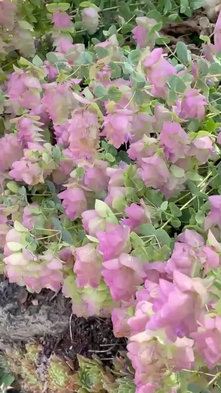 Kirigami Pink Ornamental Oregano Seeds, Origanum Rotundifolia OR0210 video poster