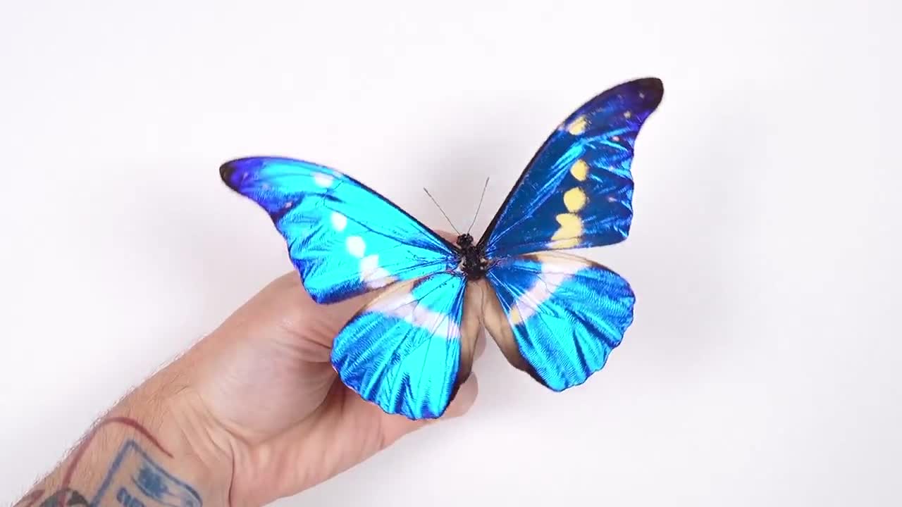 Morpho Rethenor Helena Peru (PE) - Wild Caught - Real Metallic