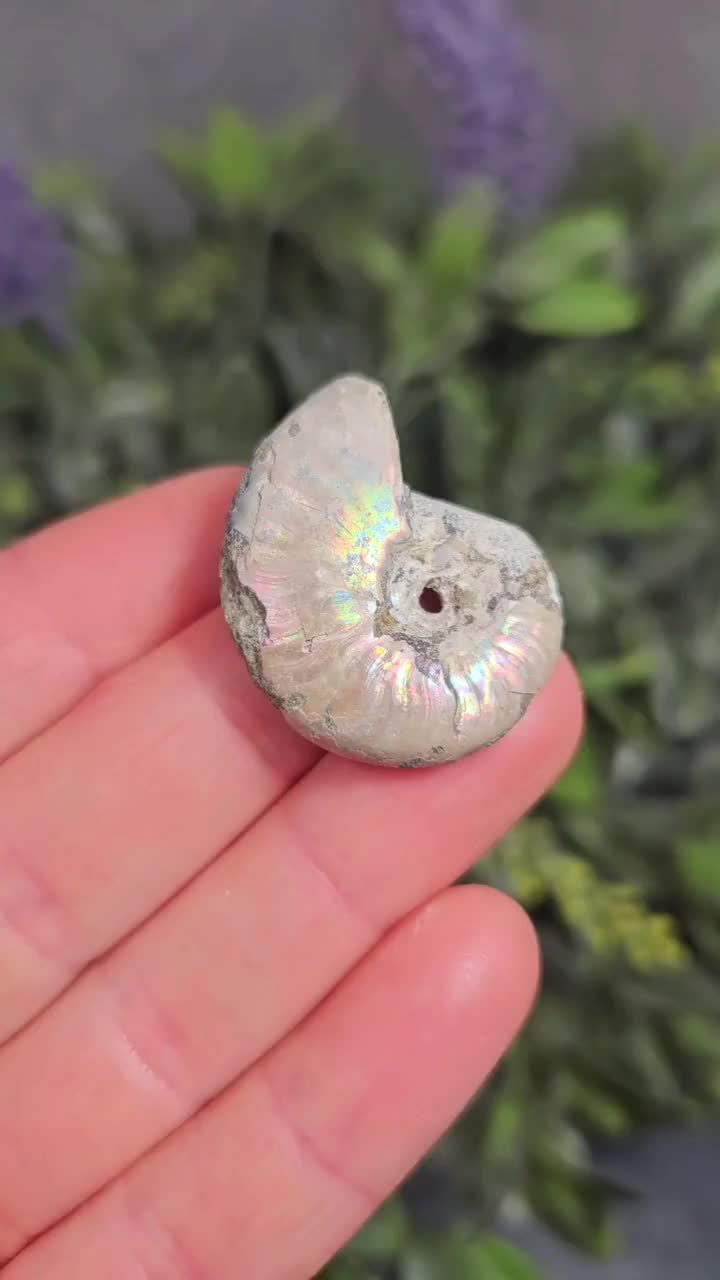 オパール化したアンモナイトの化石標本：虹色の輝き - Etsy 日本