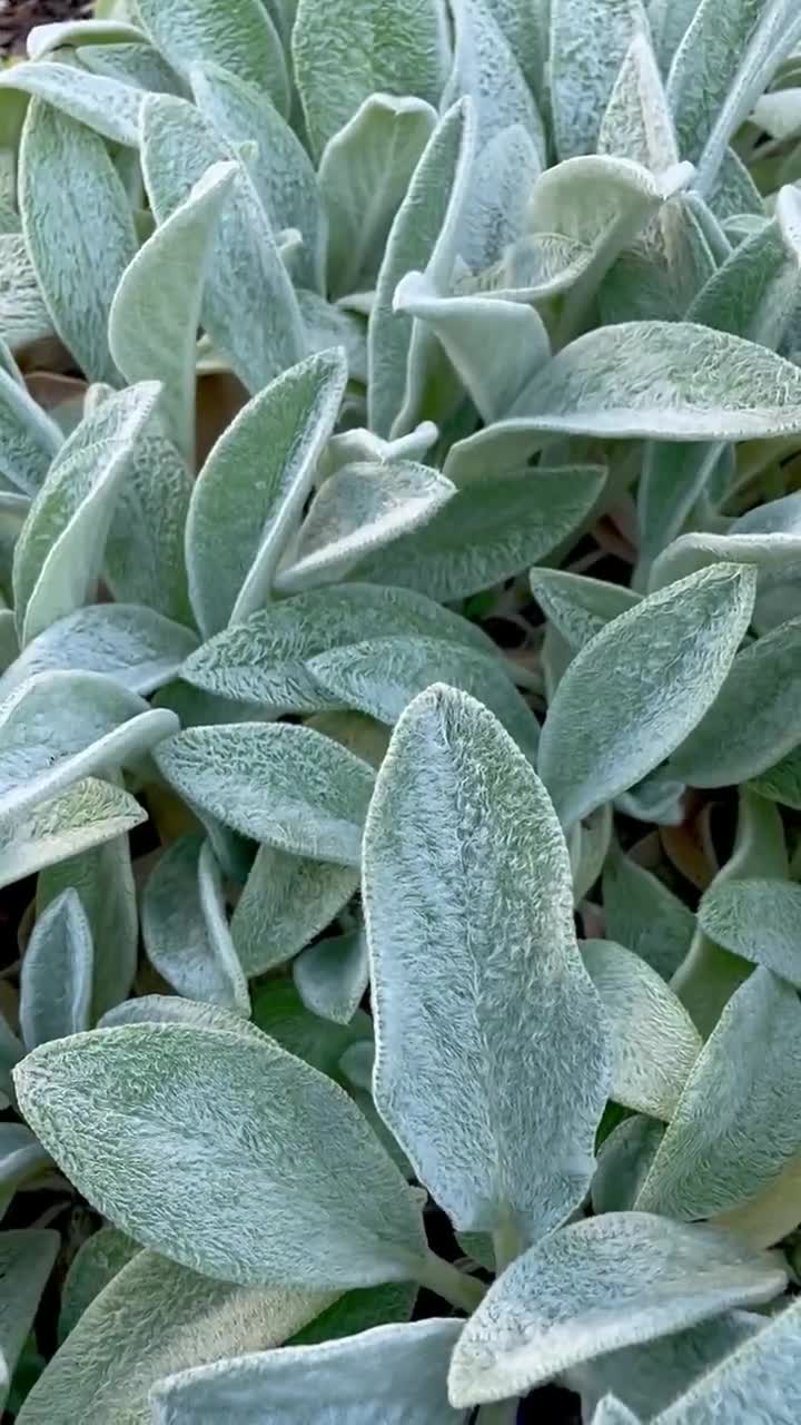 3/ Plantas de oreja de cordero. Plantas jóvenes de raíz desnuda. Perennes. ¡A los niños les encantan! Cultivadas en Estados Unidos. video poster