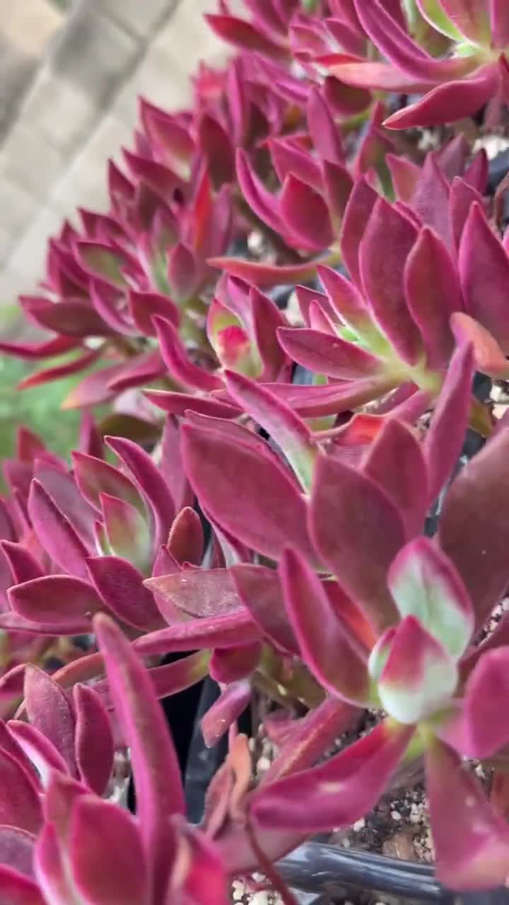 Echeveria Pulvinata Red 'devotion', Rare Succulent, Velvet