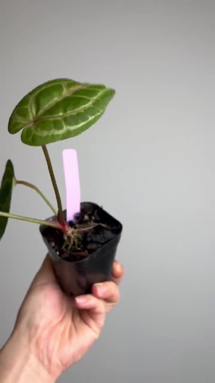 Anthurium Doc Block F2 X Tezula Red Crystal Seed Grown