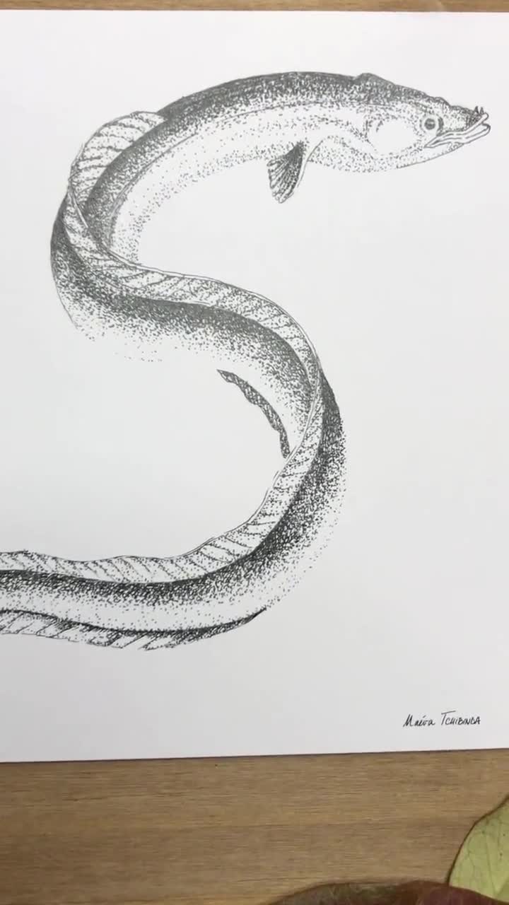 Eel, Illustration, Ink - 15cm x 15cm, white paper 280g, India ink, Rotring,  Fish, Water, Art