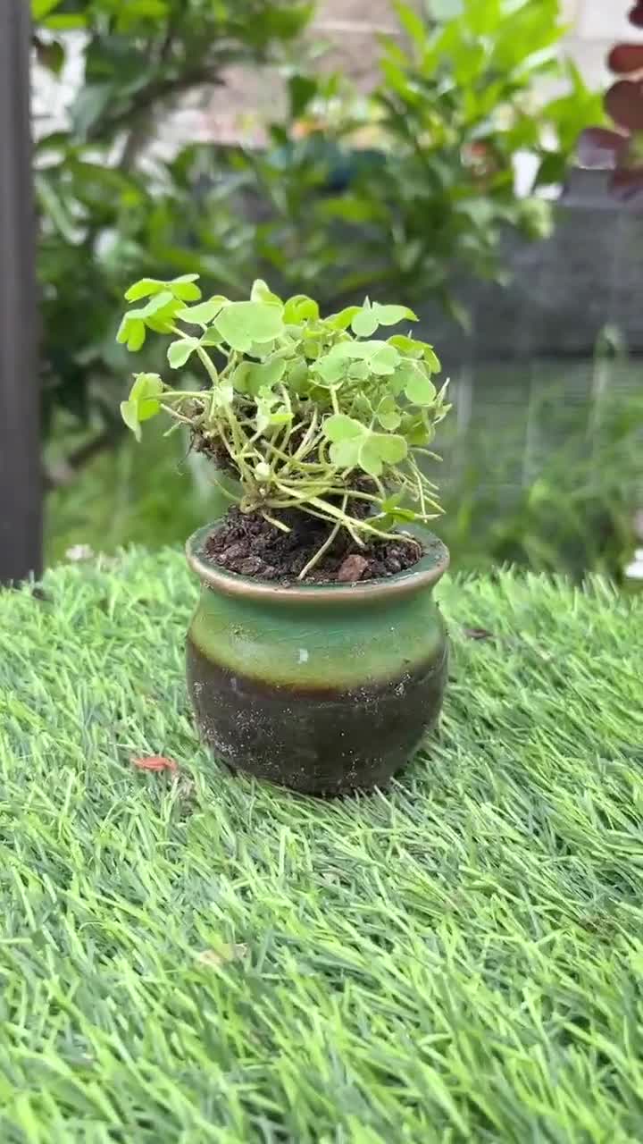Rare Green Shamrock Bulbs: Oxalis Triangularis Bonsai - Lucky Love