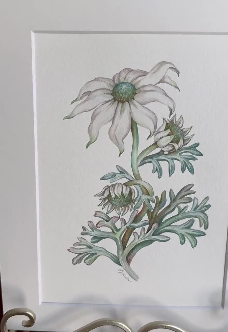 Original Watercolour Painting/Australian Flannel Flower A5