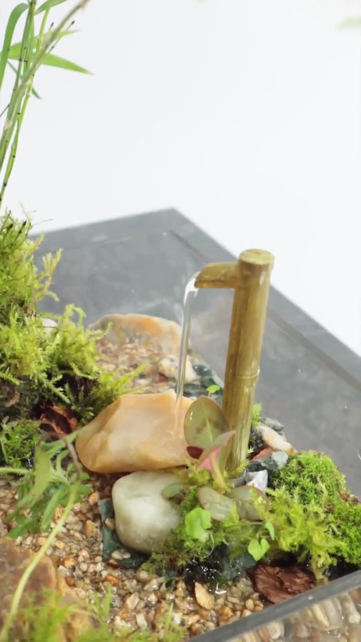 Live Moss Terrarium, Live Plant Sculpture, Desk Art, Mini Live Moss Terrarium, Live Plant Sculpture, Desk Art, Mini