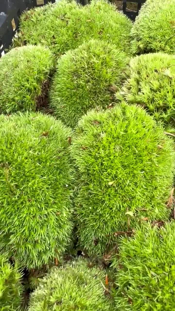 Hoja preservada al por mayor a granel de musgo hoja de musgo moño musgo  cojín musgo natural verde decorativo real terrarios (2 pies cuadrados)