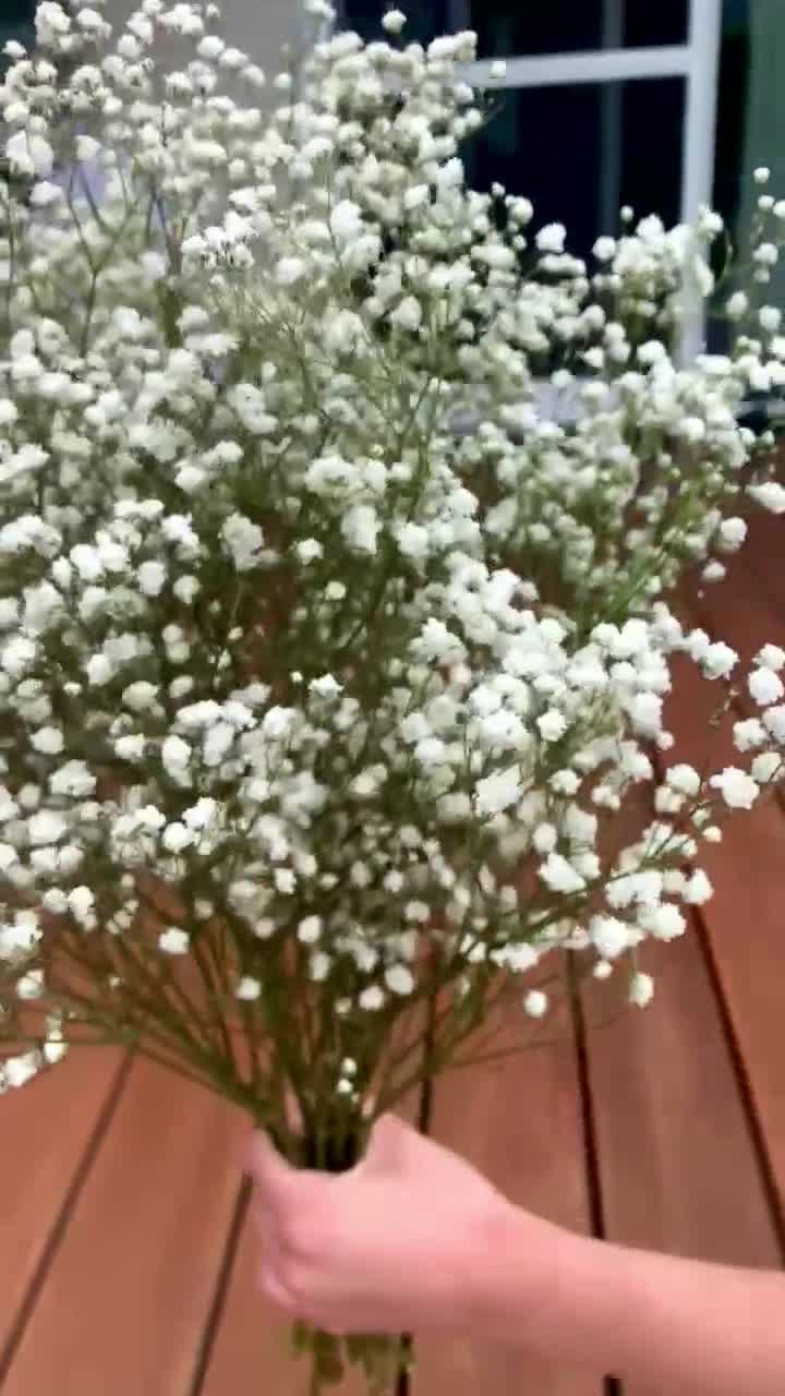 Baby's Breath, Gypsophila Preserved Pink Color, Dried Flowers